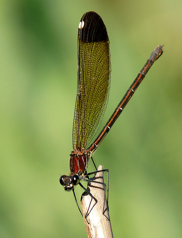 identificazione libellula